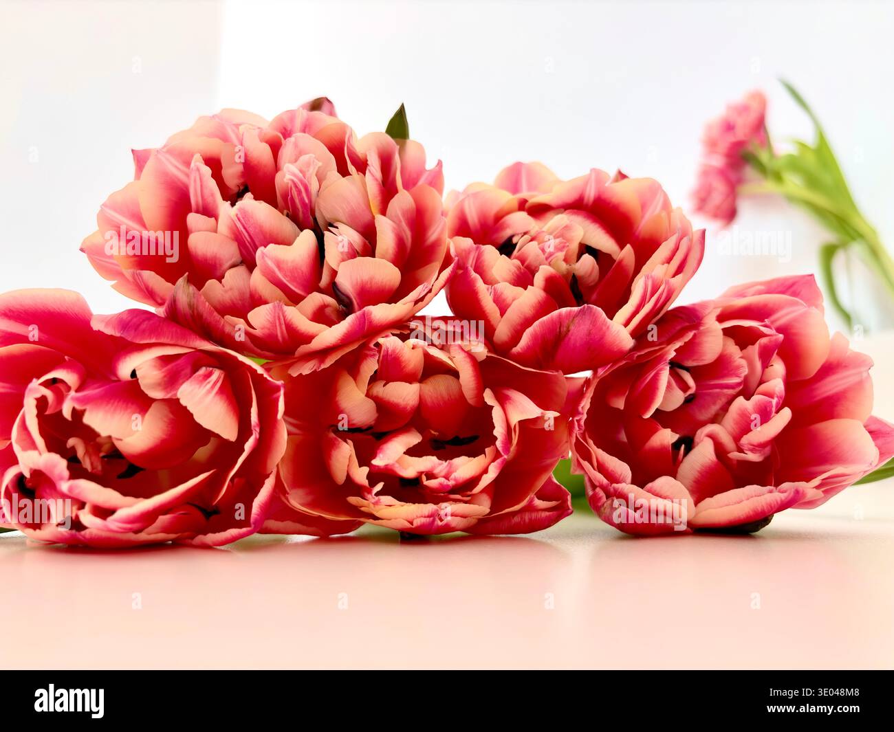 Bright red and yellow tulip flowers close up on white background. Spring bouquet with delicate petals, floral still life, natural light. - Smartphone Captured Stock Image