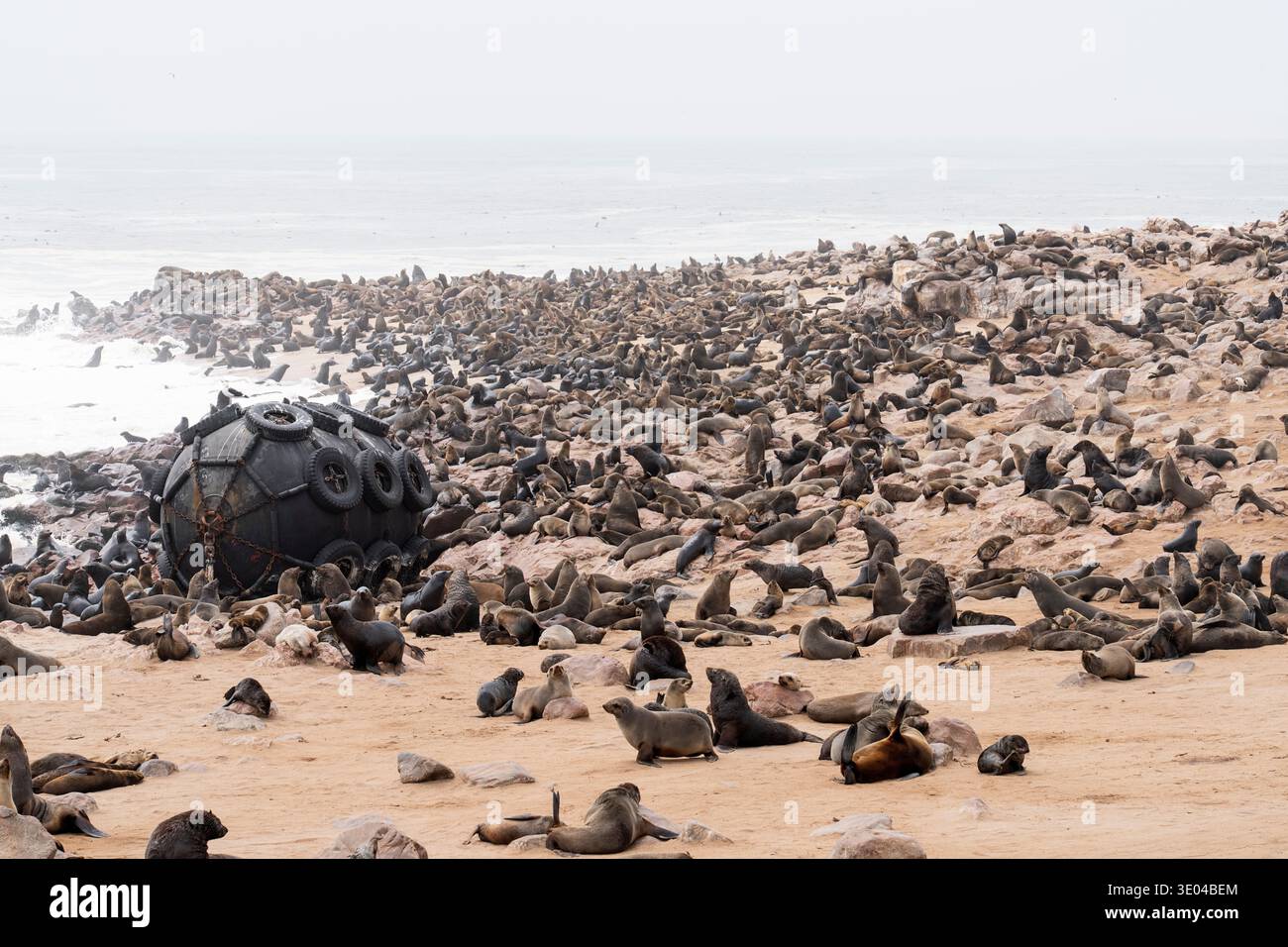 A large colony of Cape fur seals rests on the rocky shores of Cape Cross, Namibia. The seals bask in the sun, showcasing a vibrant display of wildlife Stock Photo