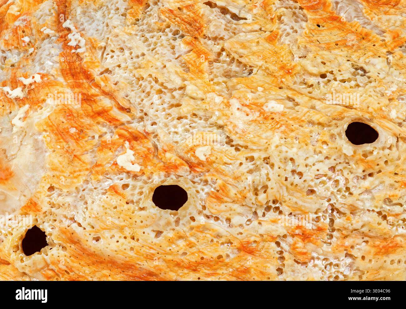 The textured outer surface of a 'Red Wave' abalone seashell Stock Photo ...