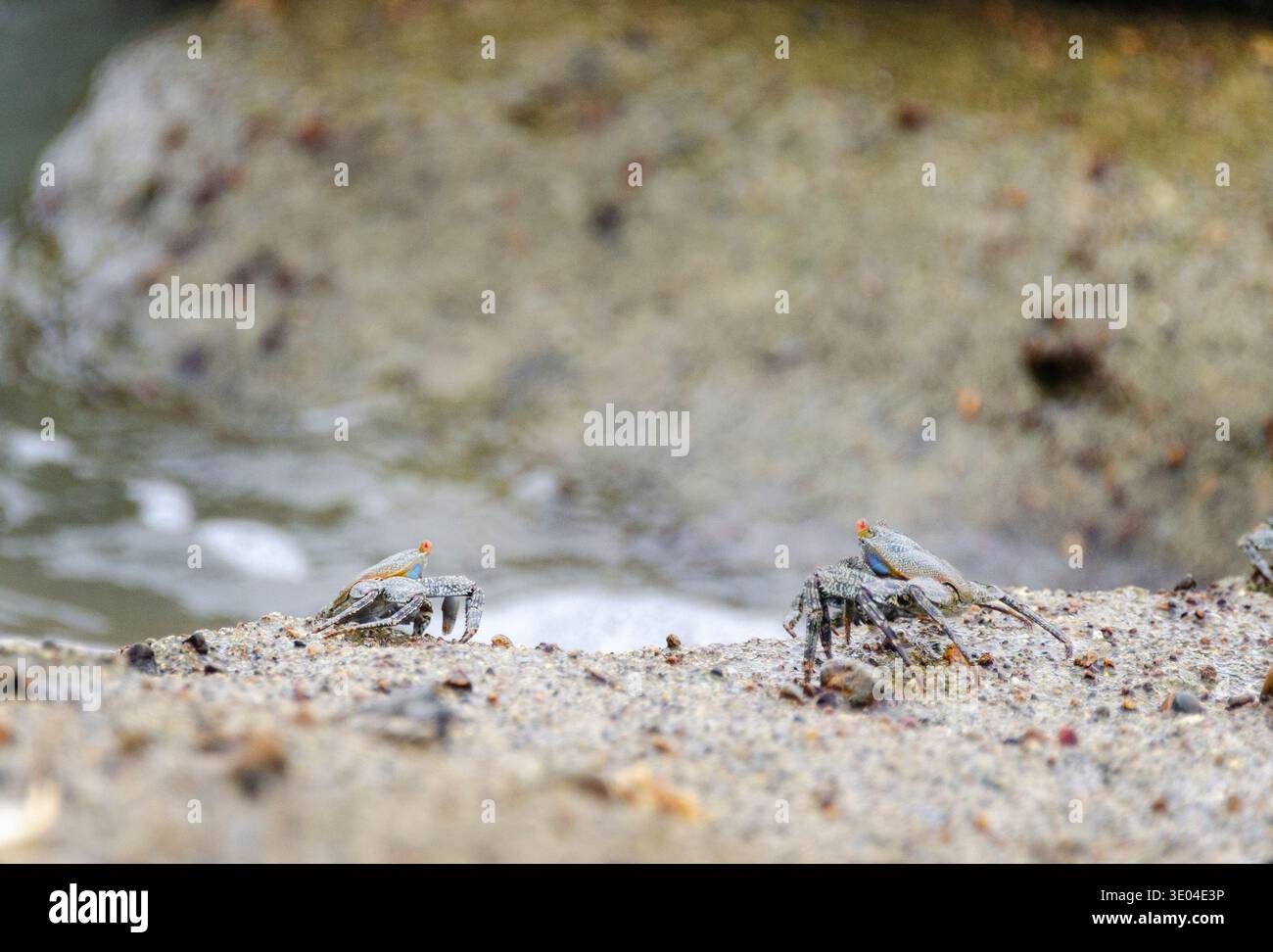 Small fiddler crabs standing on sandy coastal terrain near the water. Marine crustaceans in natural shoreline habitat. Stock Photo