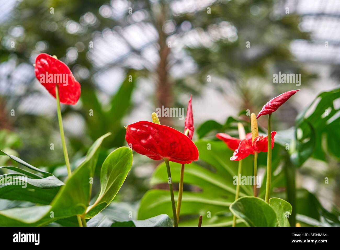 Anthurium spadix flower in garden hi-res stock photography and images -  Alamy
