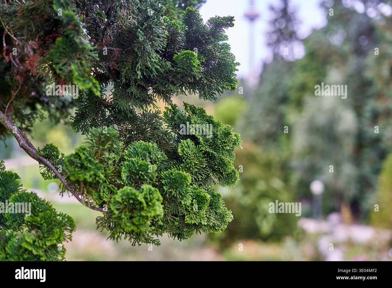 Close-up macro shot of vibrant green Hinoki cypress (Chamaecyparis obtusa) branches with dense, scale-like foliage in sharp focus. The ornamental... Stock Photo