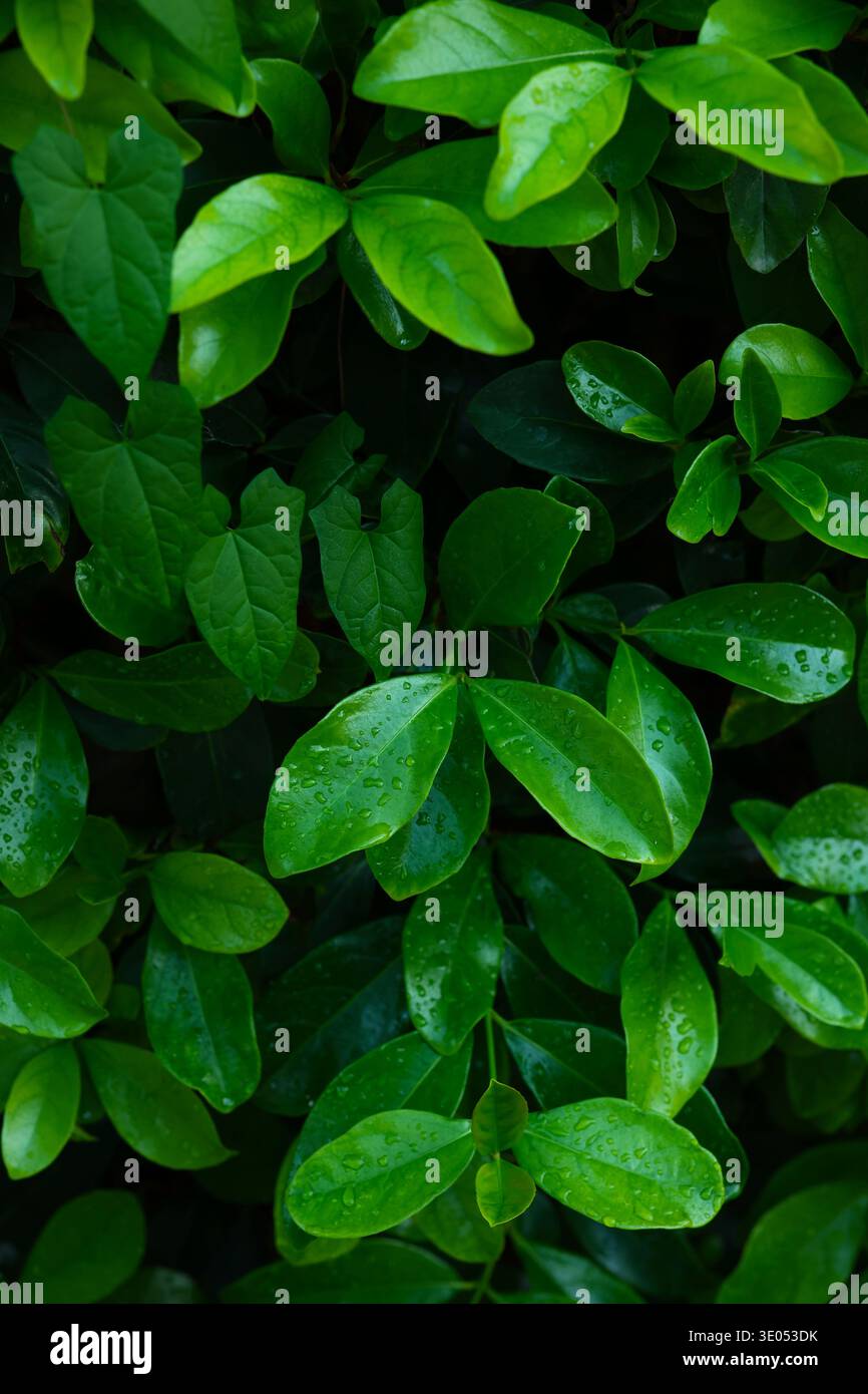 Saturated bush leaves Stock Photo