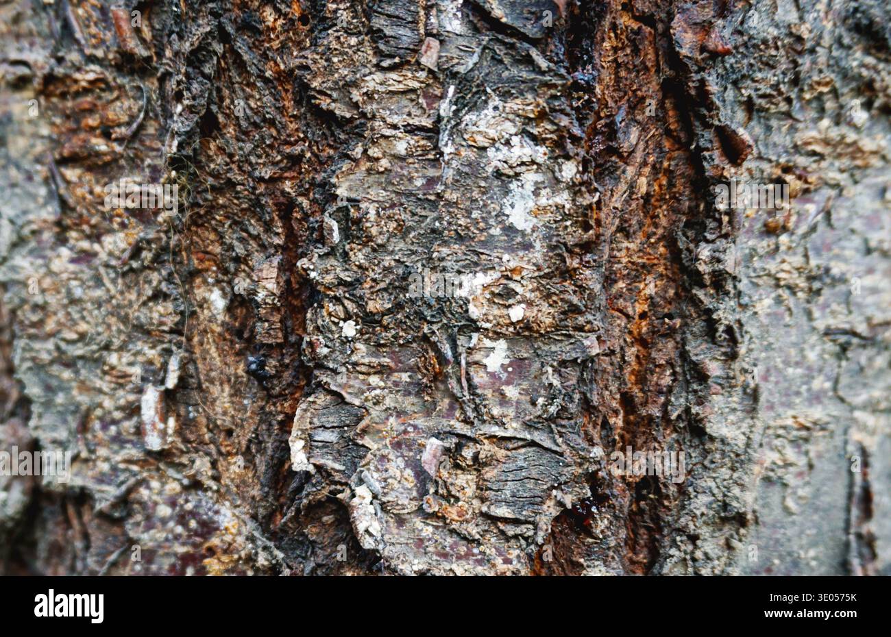 The structure of tree bark, the structure of the bark of different ...