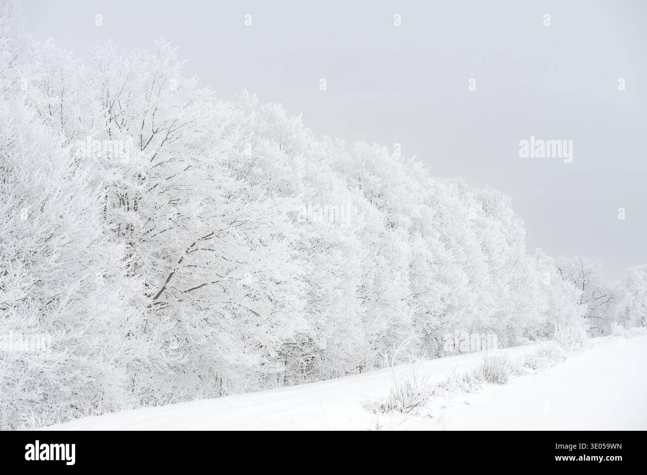Frost-covered forest in winter landscape, Lithuania Stock Photo