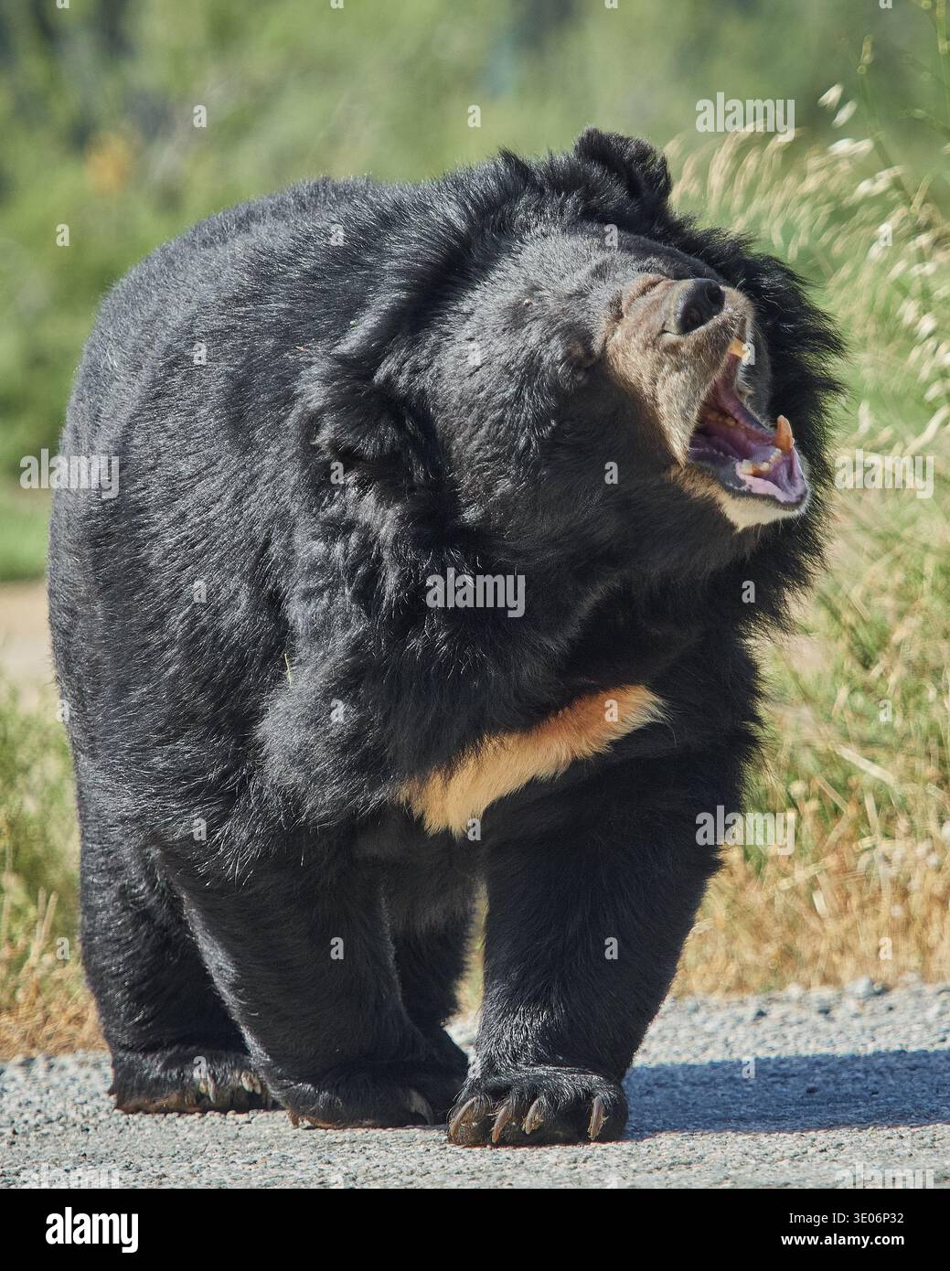 Malayan sun bear (Helarctos malayanus) displaying aggressive or ...