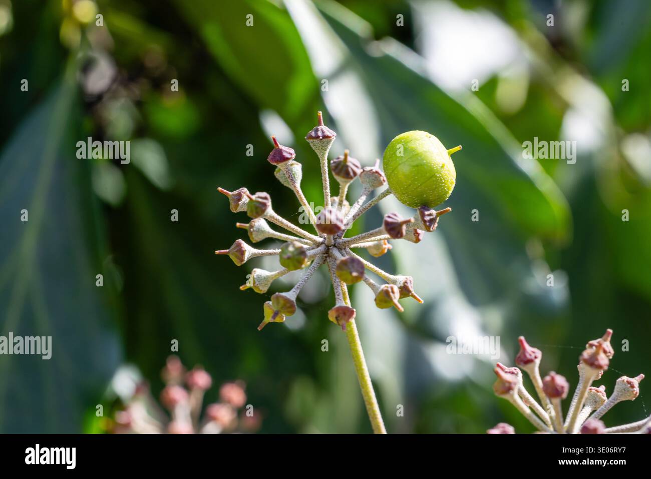 zickzack kaktus Epiphyllum anguliger – Blühender Zickzackkaktus – Monjungle main image 1