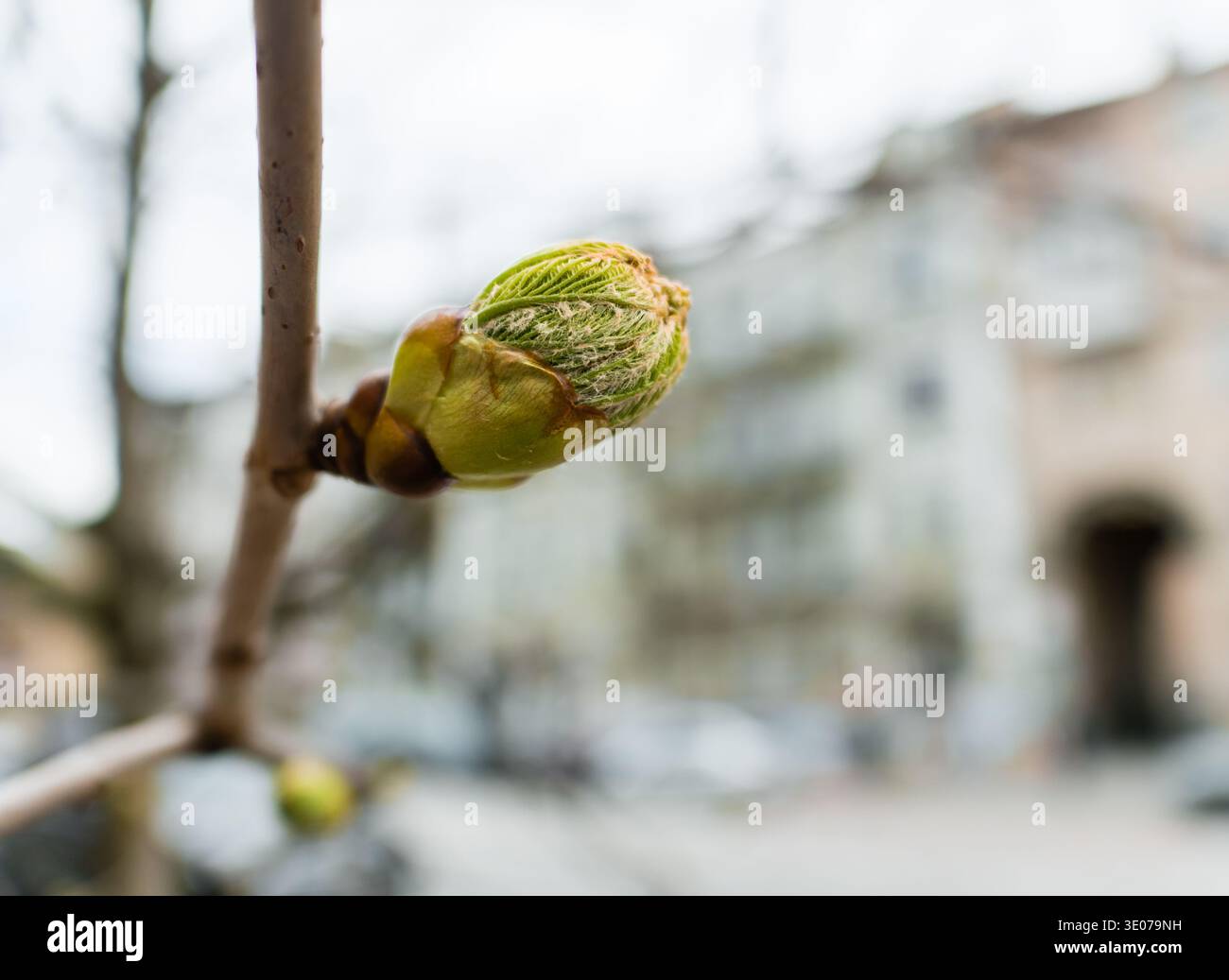 Close-up of a chestnut leaf beginning to unfold from a bud. Stock Photo