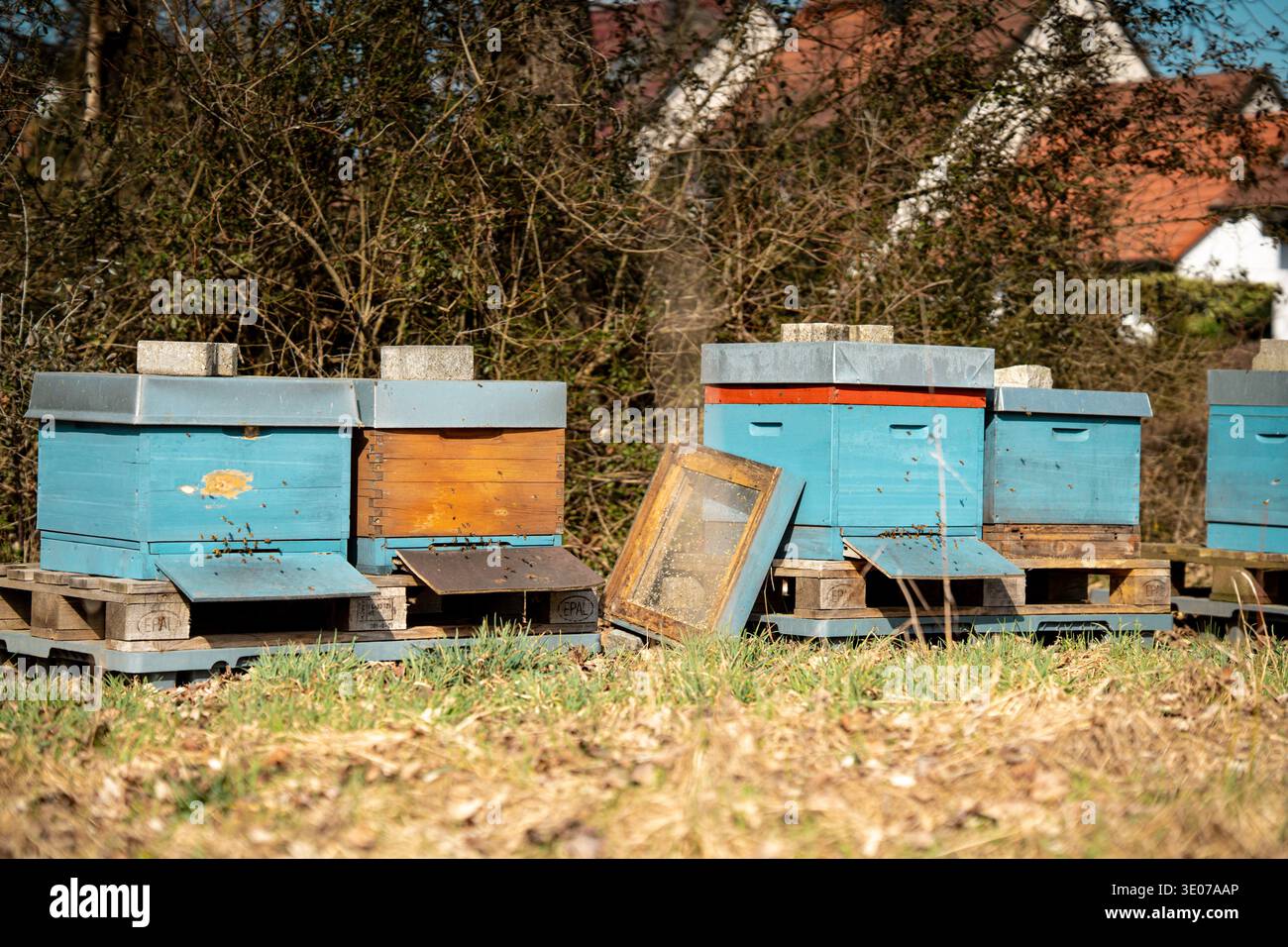 Colorful Beehive Boxes In Backyard Apiary: Small Scale Beekeeping Scene ...