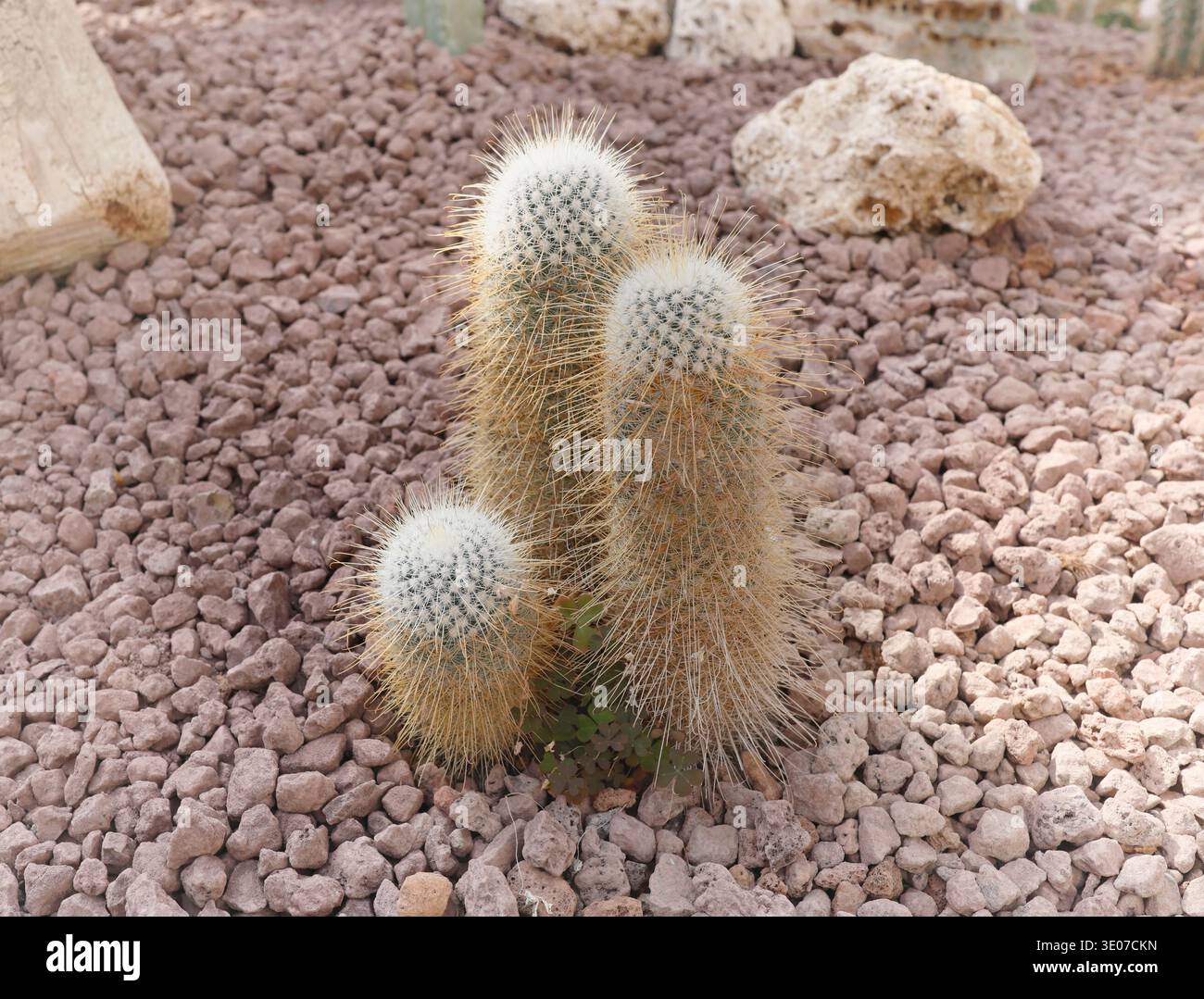 elefantenfu lateinischer name Elefantenfuss | Beaucarnea recurvata