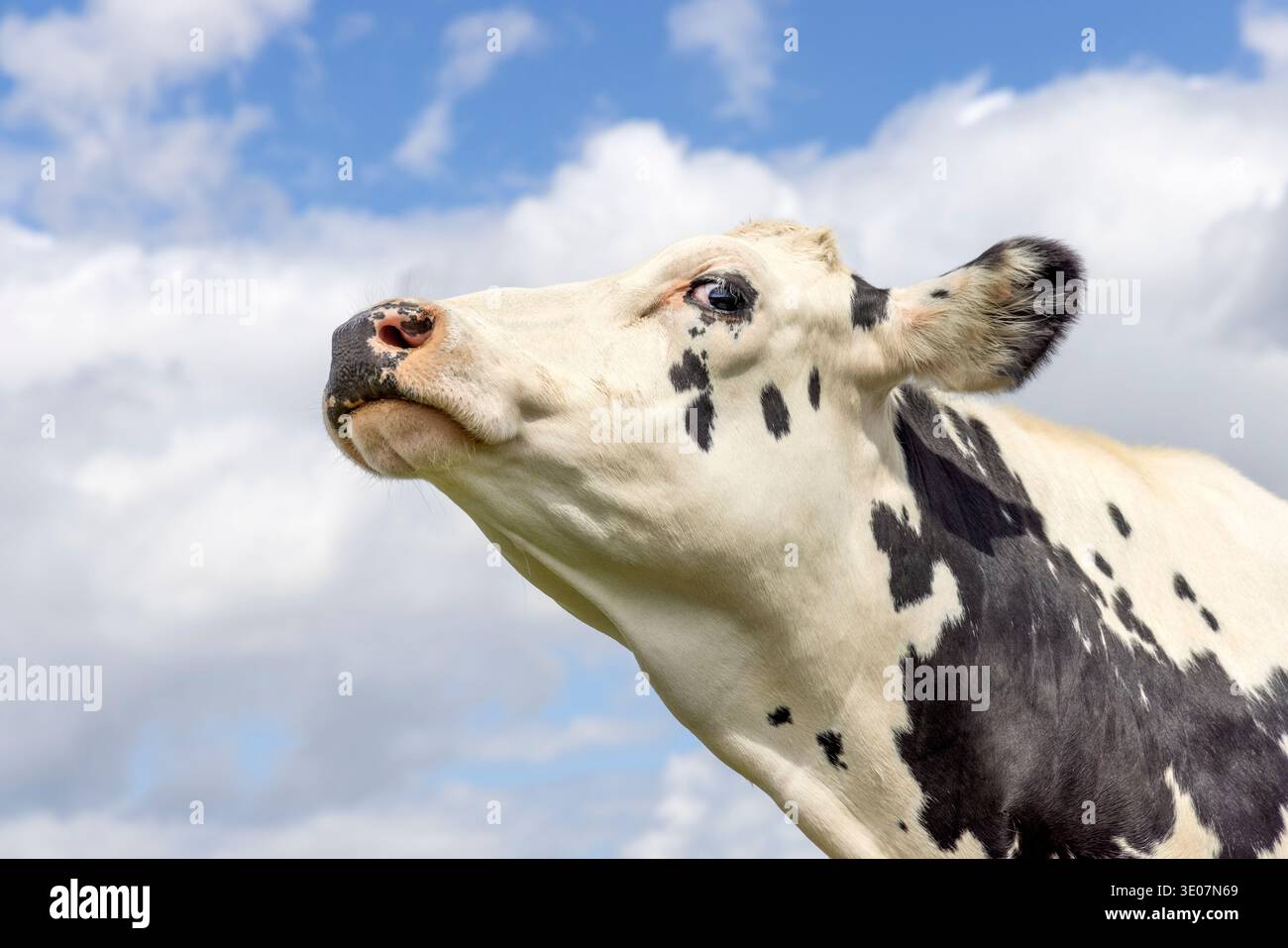 Cow looking head up, arrogant chin raised high, black and white, head in the air and blue sky background Stock Photo