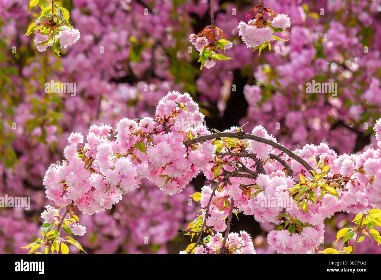 japanese sakura viewing season. pink flowers of cherry blossom during spring time. blooming place in ukraine. hanami picture from outdoor location of Stock Photo