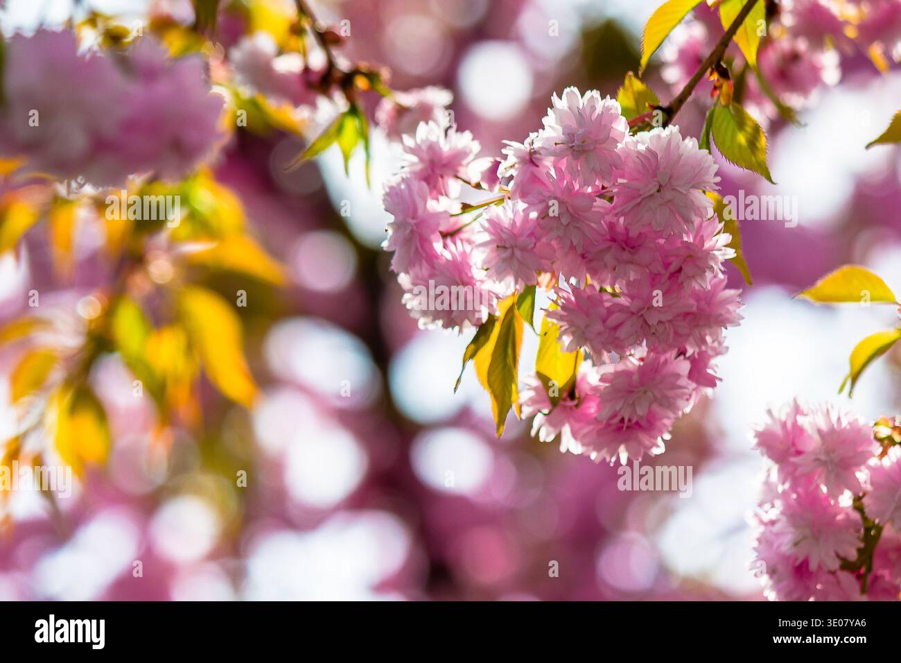 japanese sakura viewing season. pink flowers of cherry blossom during spring time. blooming place in ukraine. hanami picture from outdoor location of Stock Photo