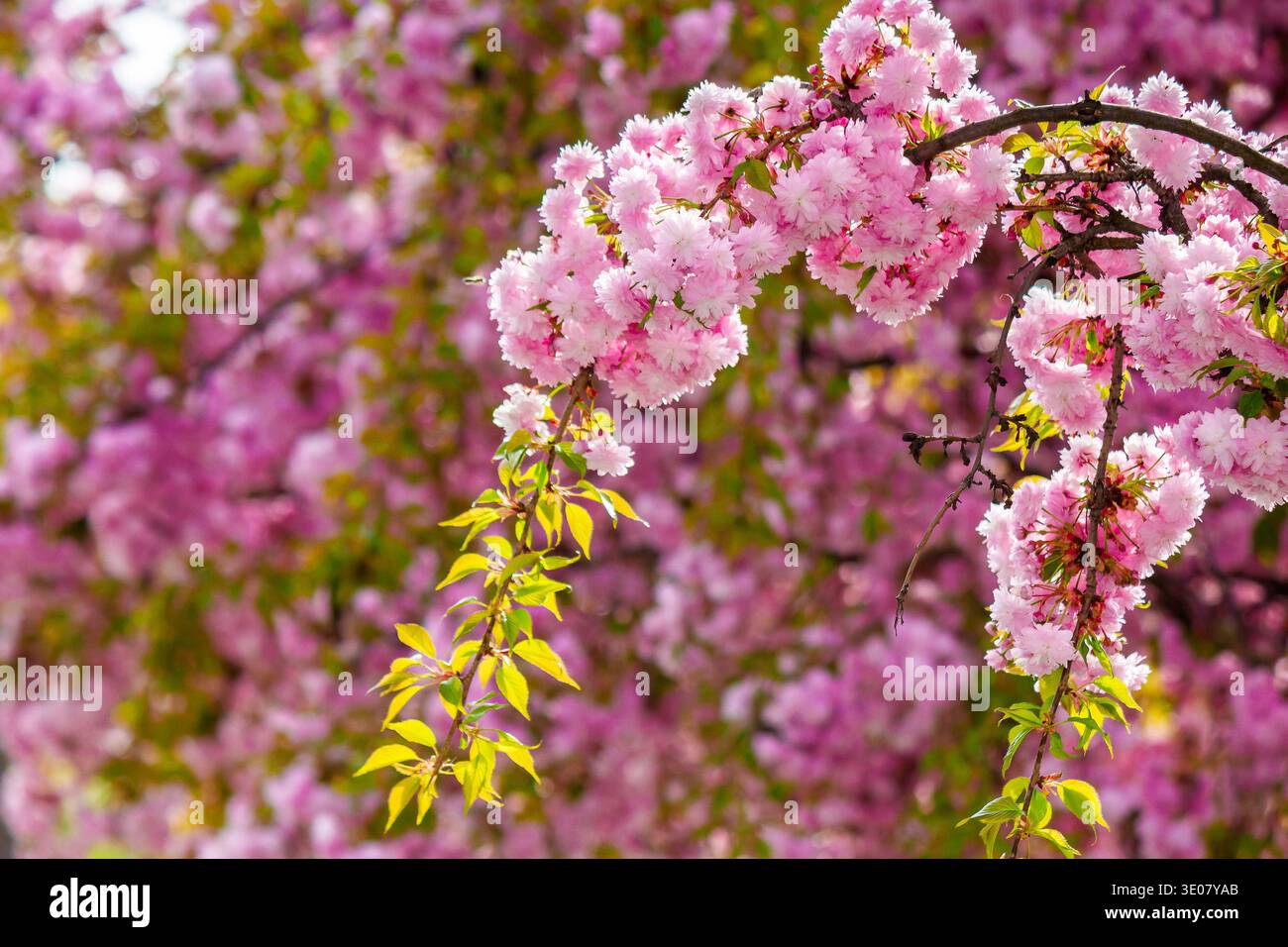 japanese sakura viewing season. pink flowers of cherry blossom during spring time. blooming place in ukraine. hanami picture from outdoor location of Stock Photo