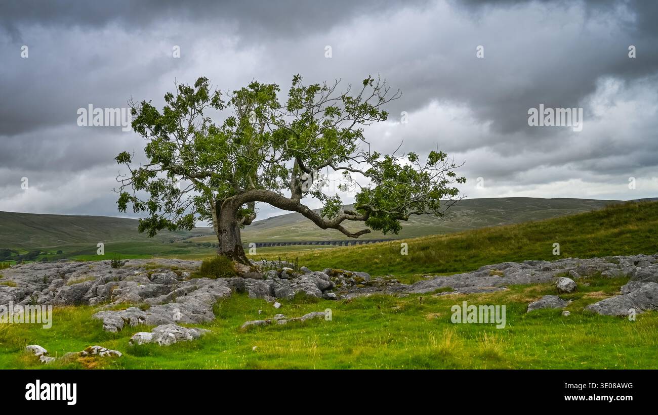 Twisted Tree Ribblehead Ribblehead Viaduct Yorkshire Dales National Park united kingdom UK ...