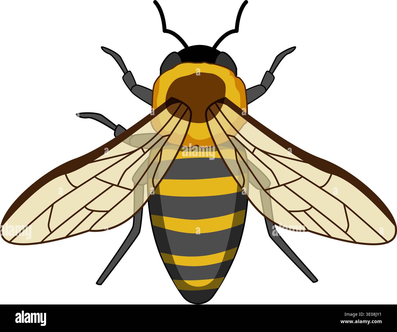 Honey bee insect flying isolated white background Stock Vector Image ...