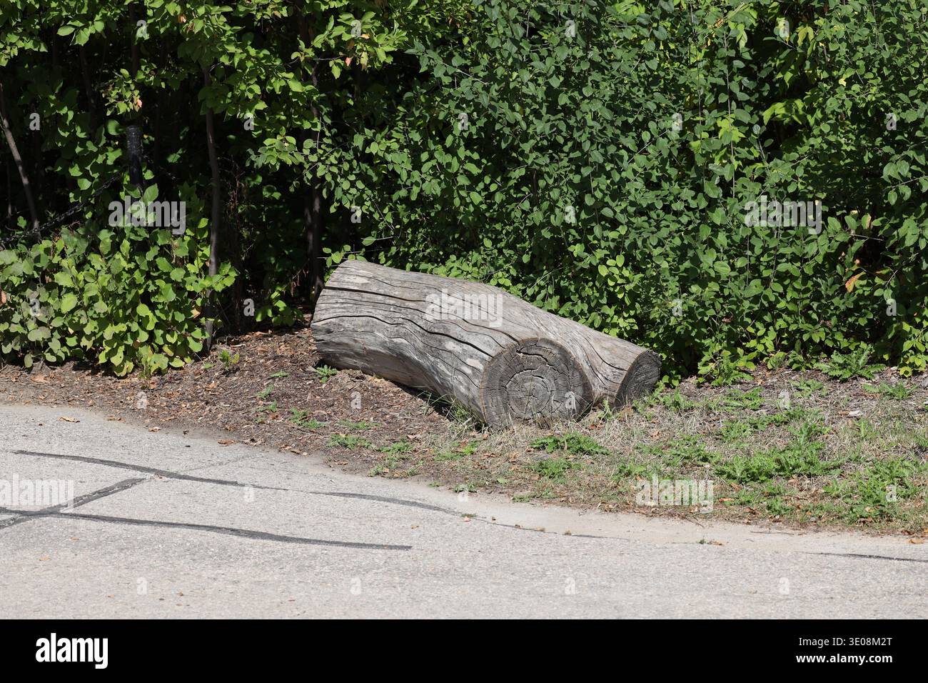 weather-beaten gray log beside paved walking, cycling path against dense green foliage in summer sunshine (landscape) Stock Photo