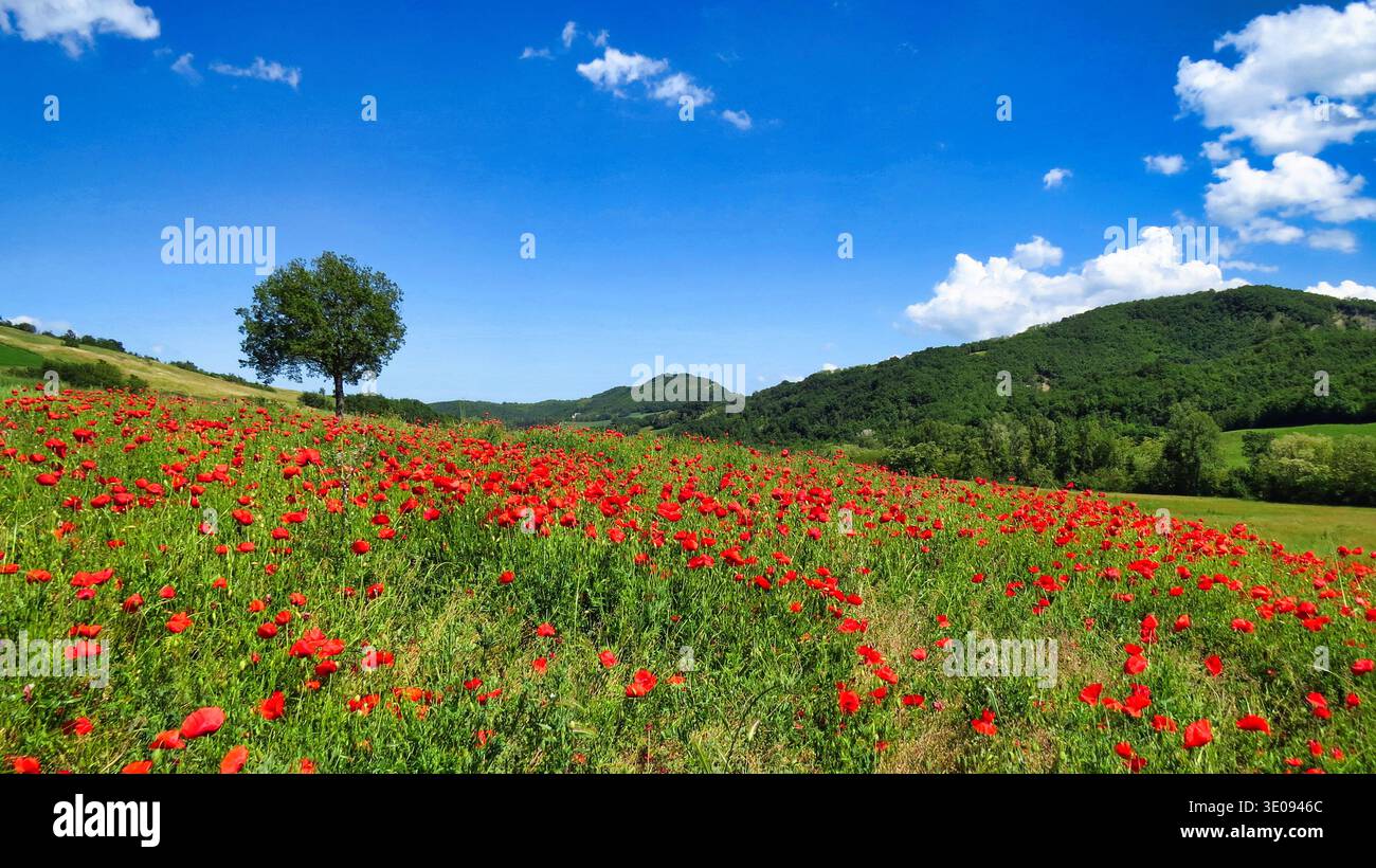 Rolling hills with poppy fields between Val Termina and Mulazzano.A ...