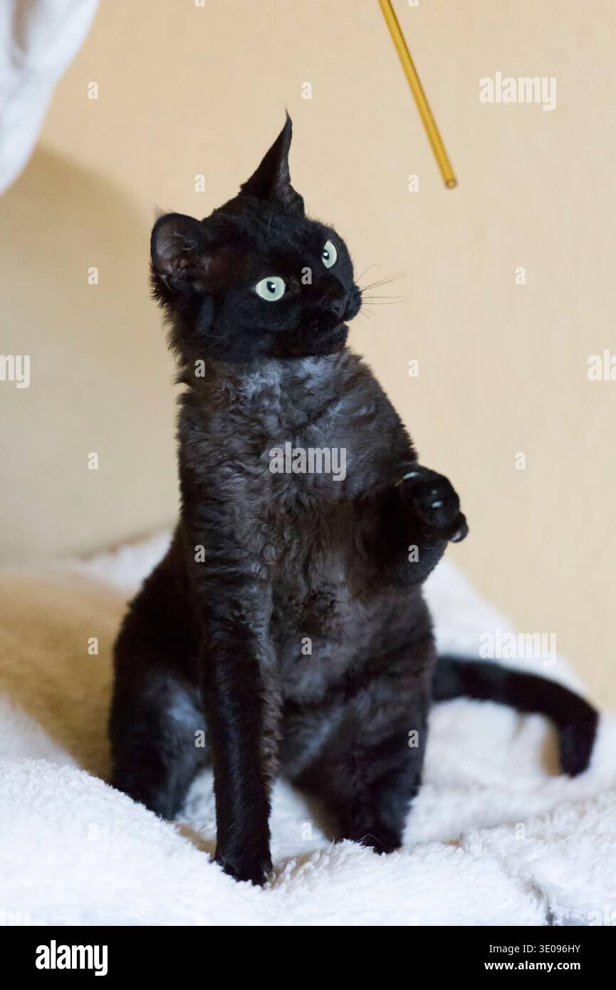 Playtime for a Devon Rex tomcat Stock Photo