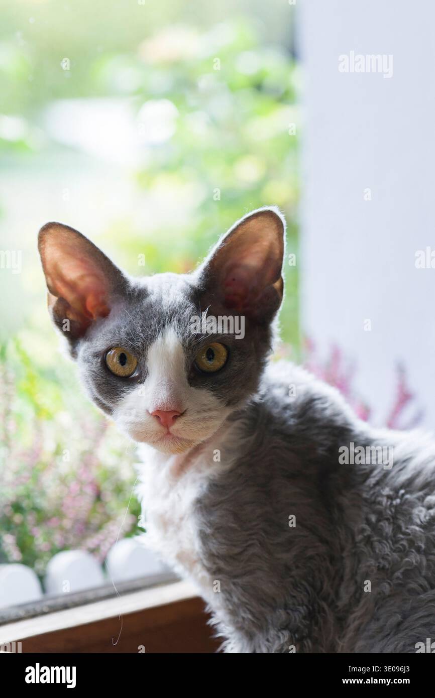 Young blue and white Devon Rex cat sitting at the window Stock Photo