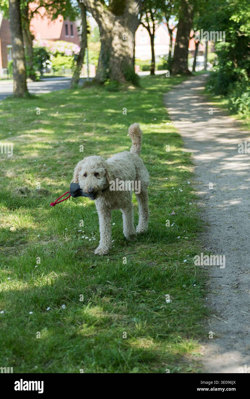 Labradoodle on a walk Stock Photo