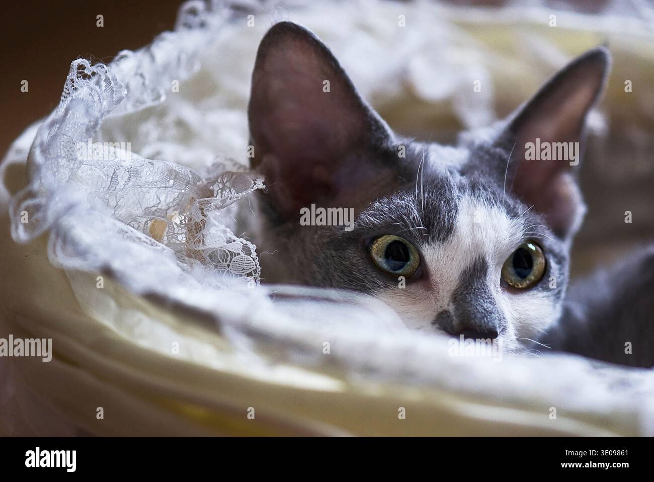 Young blue and white Devon Rex cat lying in a doll's pram Stock Photo