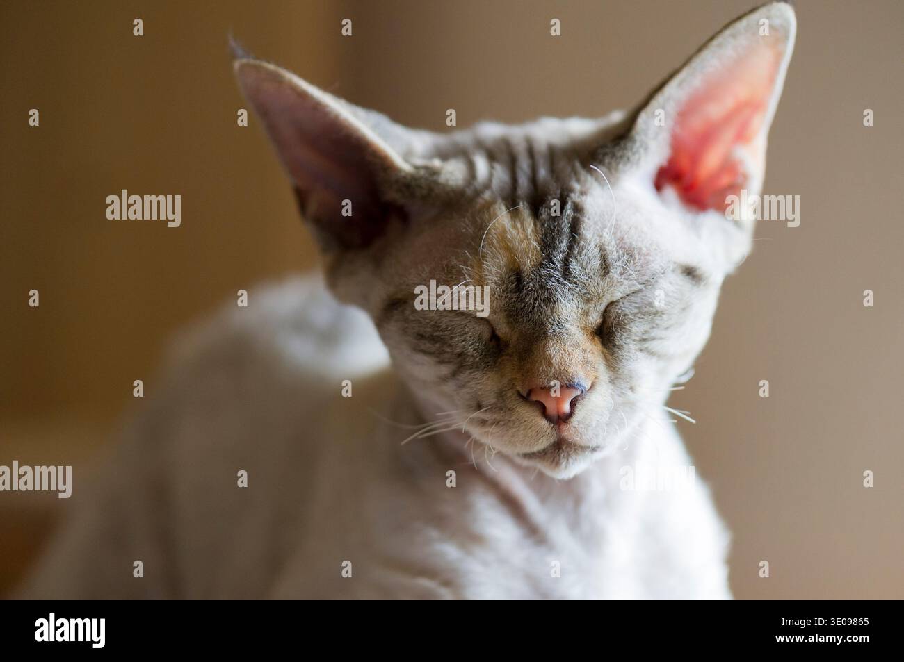 Devon Rex cat dozing off Stock Photo
