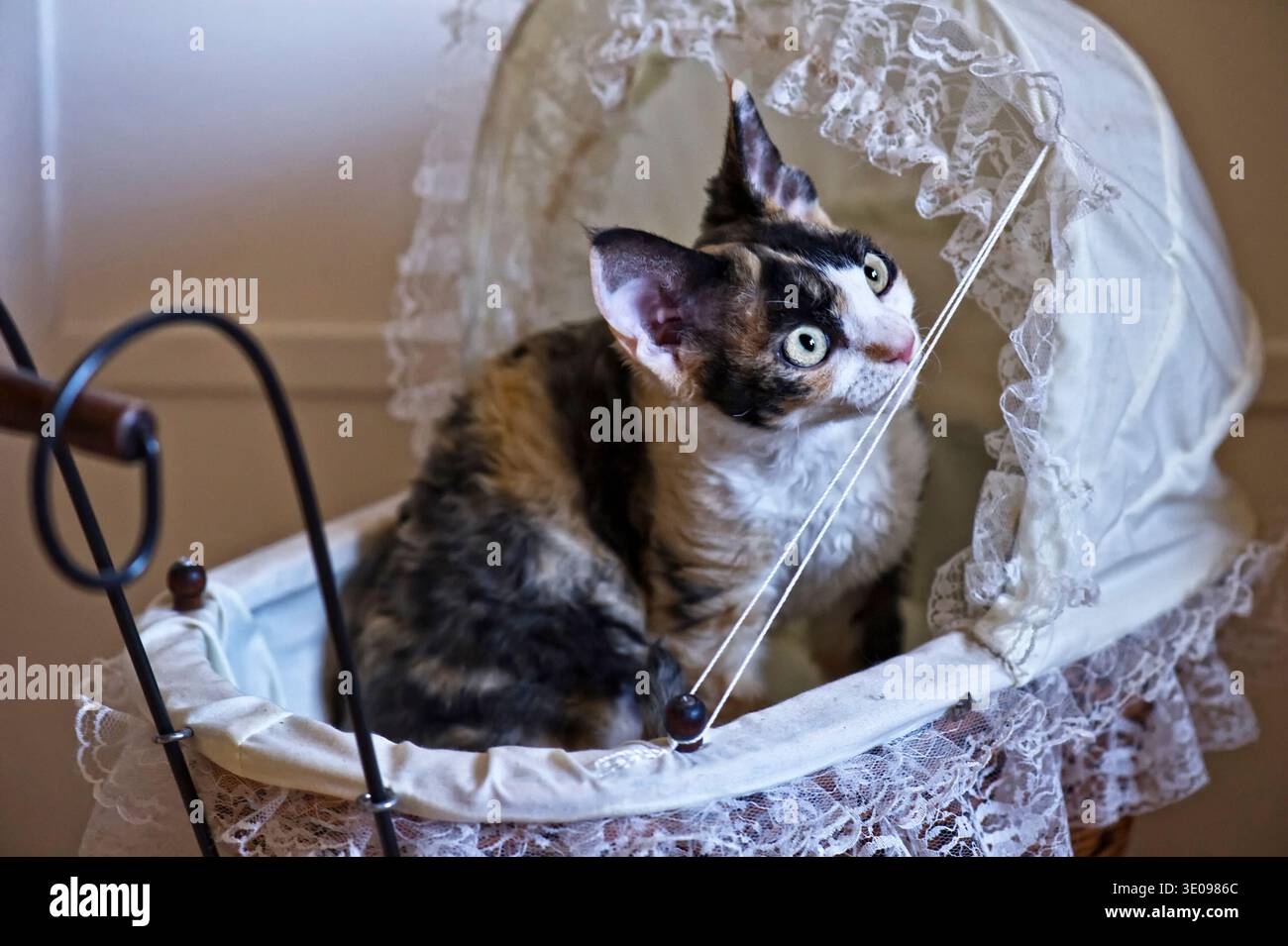 Devon Rex kitten sitting in a doll's pram Stock Photo