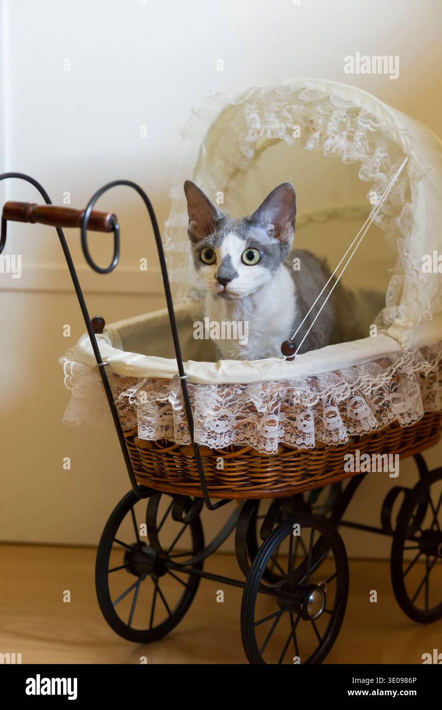 Young blue and white Devon Rex cat in a doll's pram Stock Photo