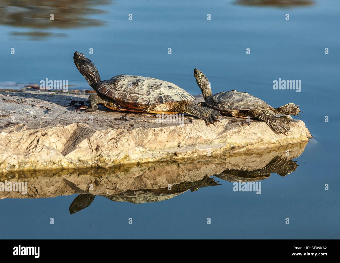 Two water turtles on the rock with sunlight Stock Photo