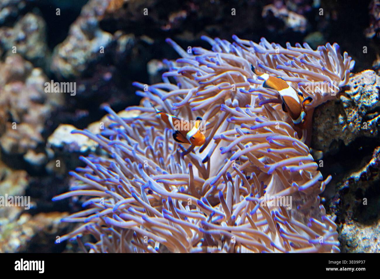Ocellaris Clownfishes or Amphiprion ocellaris with sea anemone Stock Photo