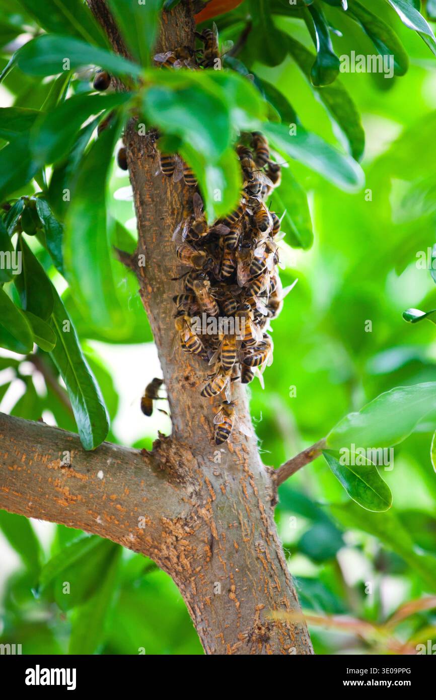 Honeybee Swarm Hanging On A Branch. Stock Photo