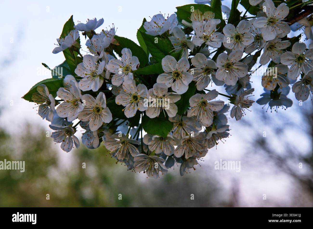 Blooming white cherry flowers of the sweet cherry (Prunus avium, wild cherry, gean, bird cherry).. Spring blossom. Stock Photo