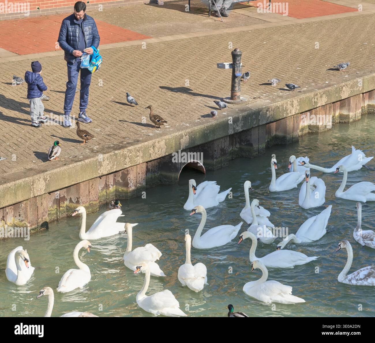 Father and son feed a bevy of swans on the river Nene, Northampton, England. Stock Photo