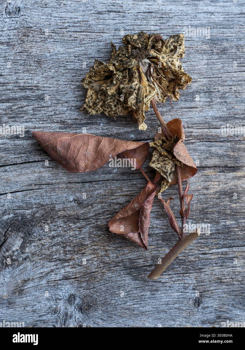 Hydrangea blossom, wilted Stock Photo