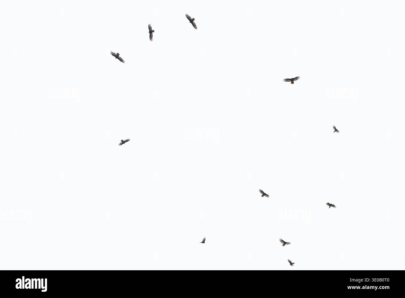 Birds circling overhead make a black and white scene. Stock Photo