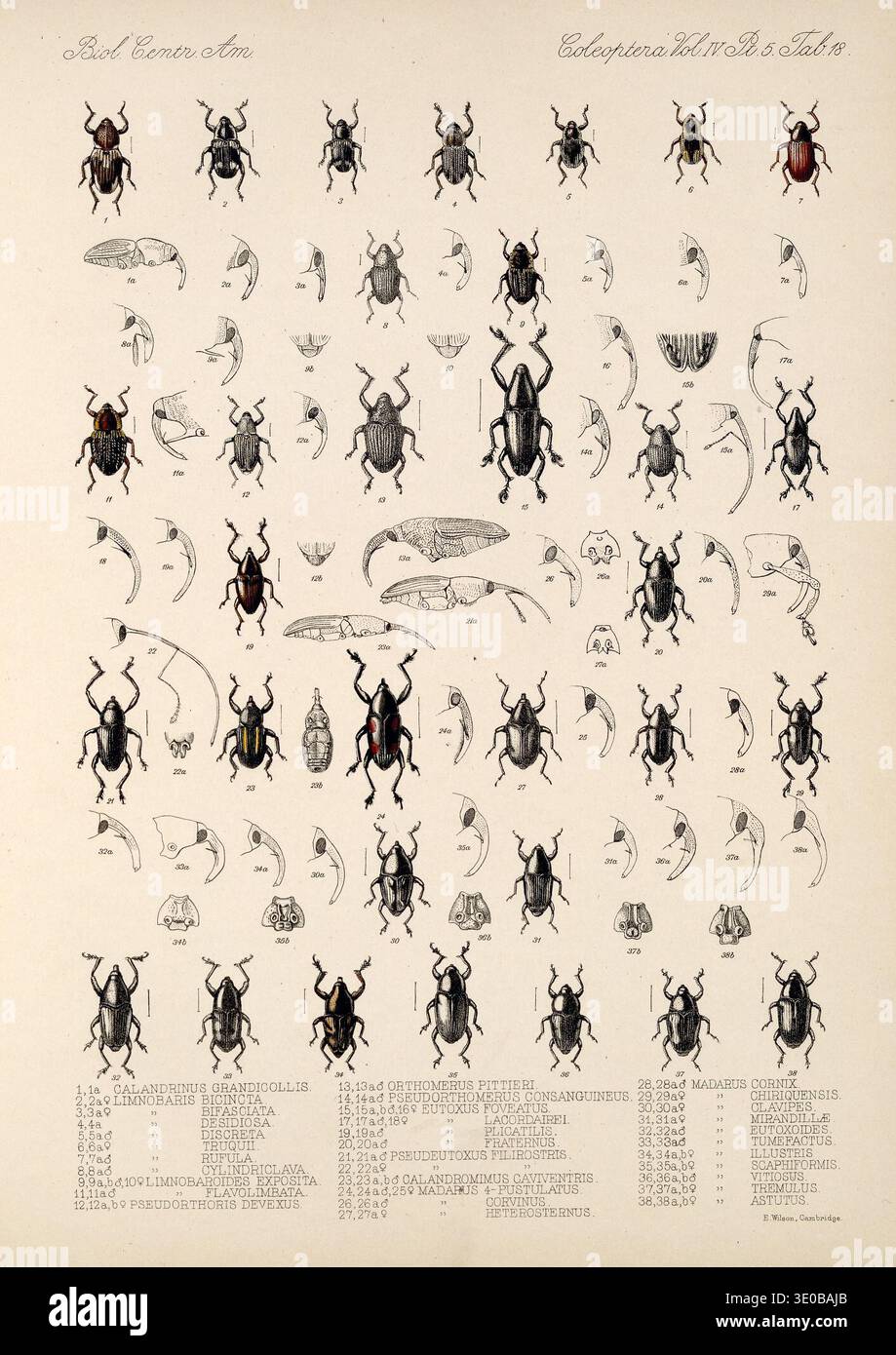 Insect morphology diagram hi-res stock photography and images - Alamy