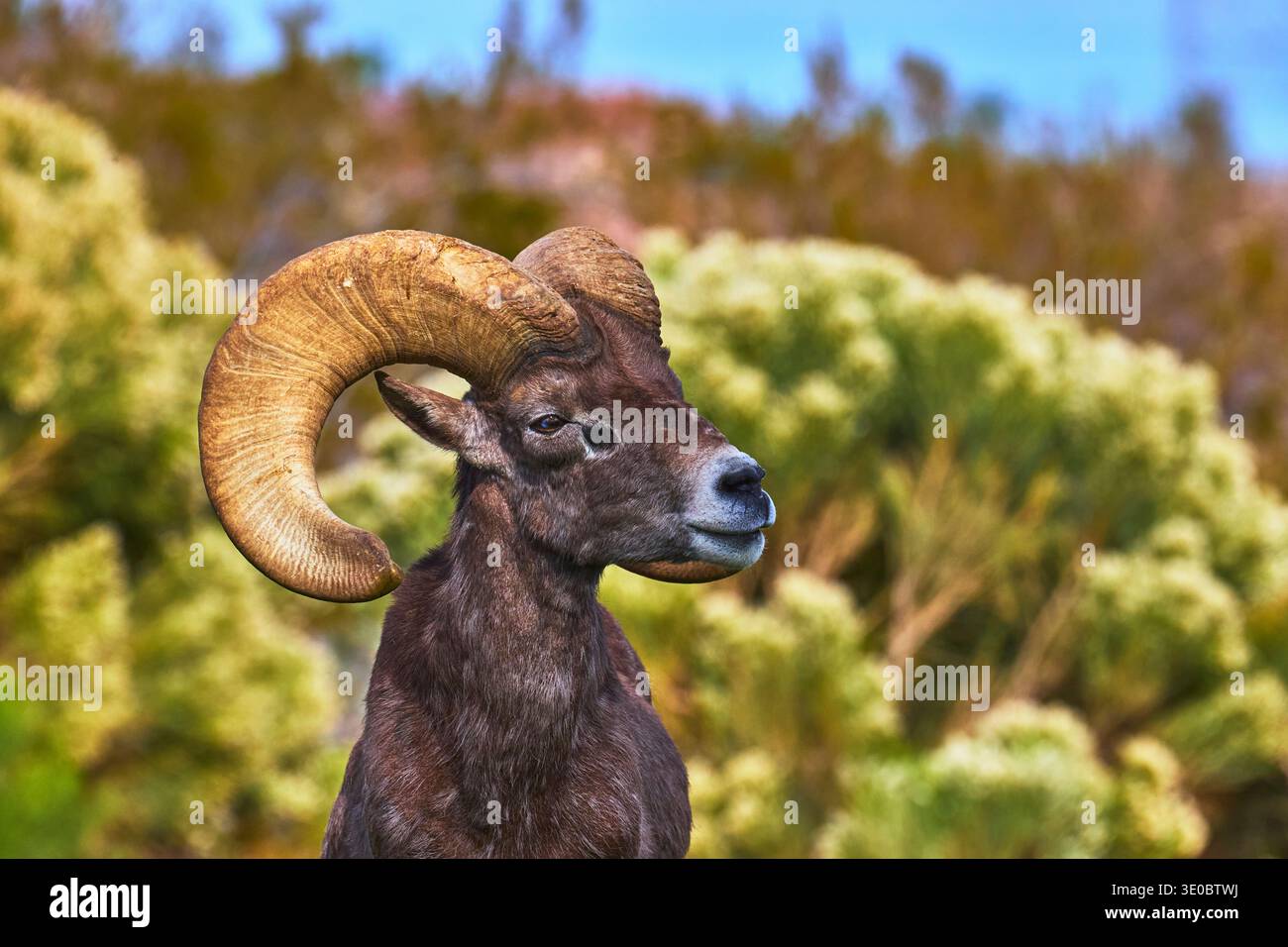 Bighorn Sheep Close Up with Curled Horns in Natural Habitat Nevada Stock Photo