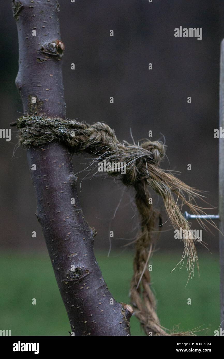Frayed Rope Tree Frayed rope tied around a young tree trunk in a garden, close-up detail ...