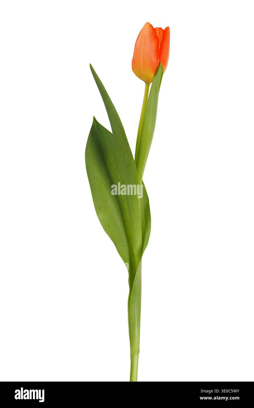 Single orange tulip flower isolated on white background Stock Photo