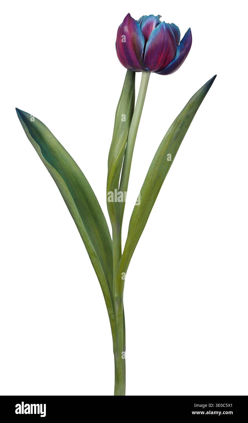 Single purple tulip flower isolated on white background Stock Photo