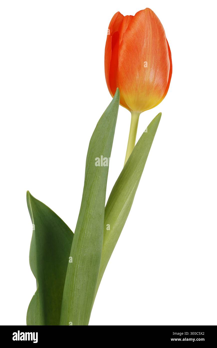Single orange tulip flower isolated on white background Stock Photo