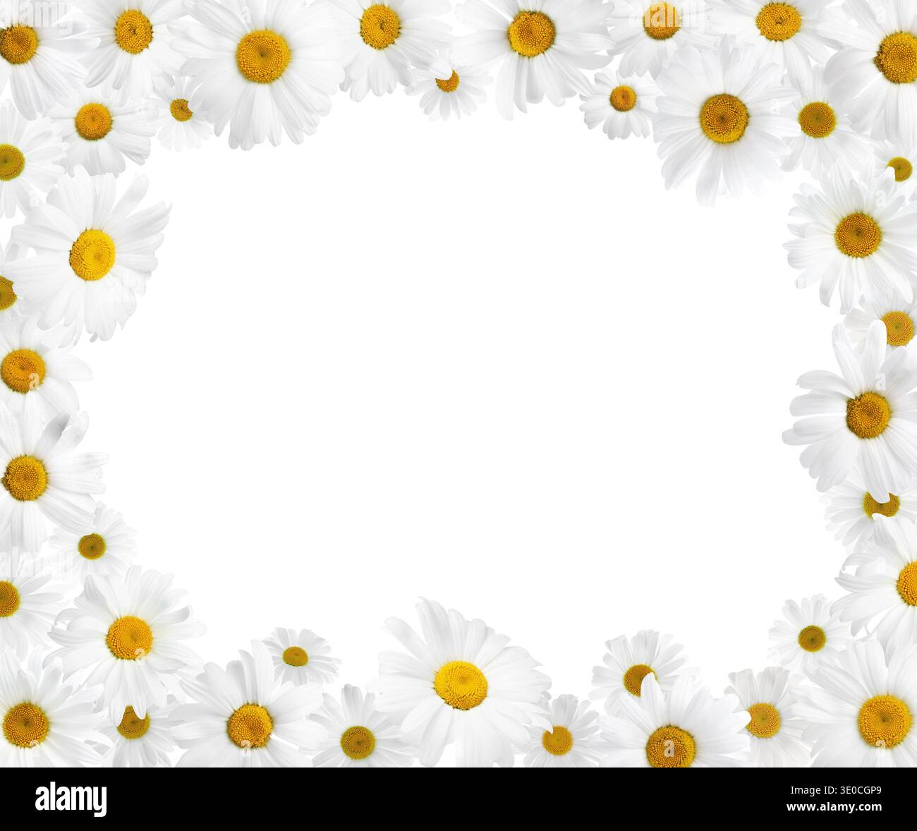 Chamomiles on white background. Frame design with space for text Stock Photo