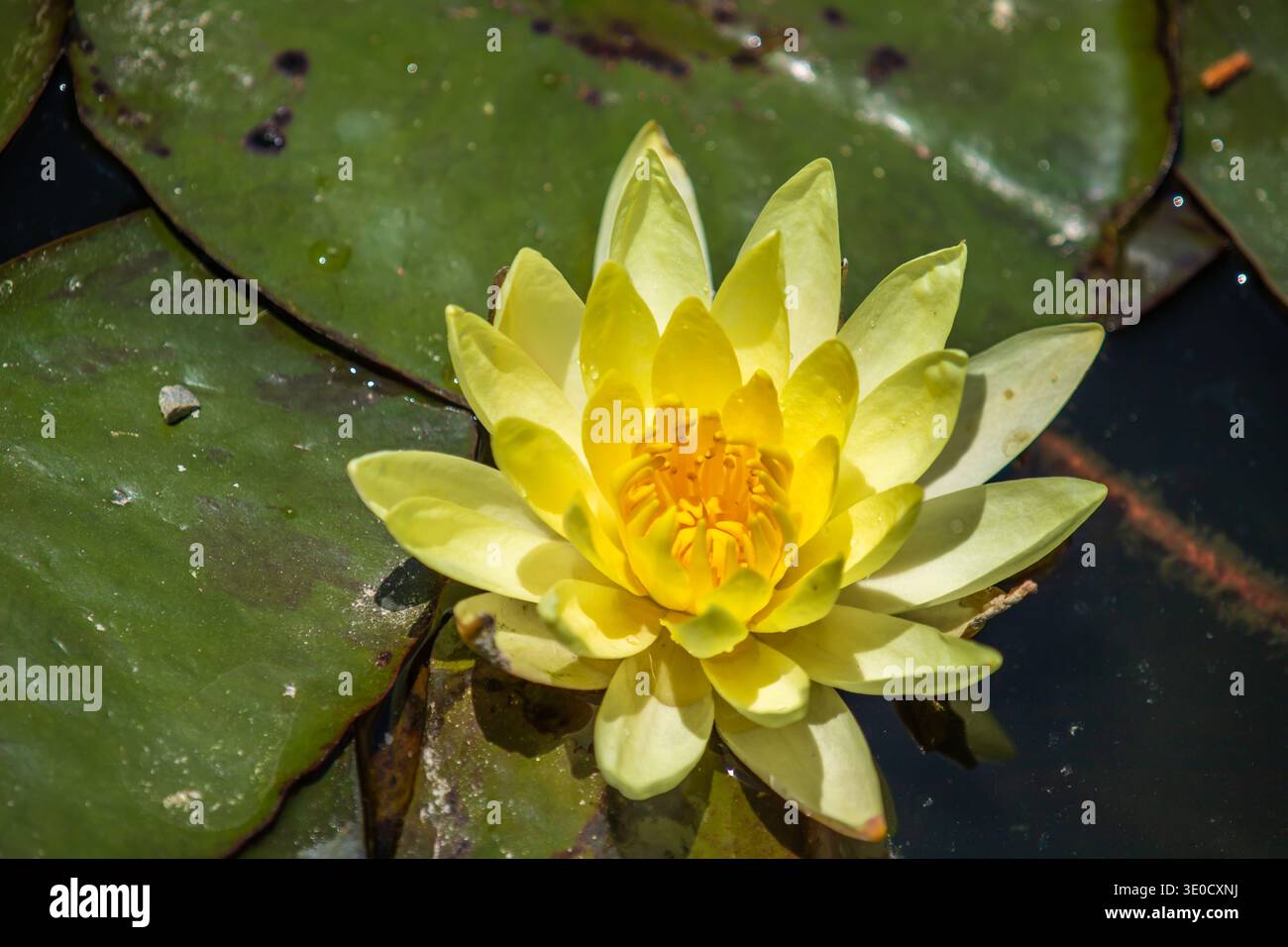 Close up blooming water green hi-res stock photography and images - Alamy