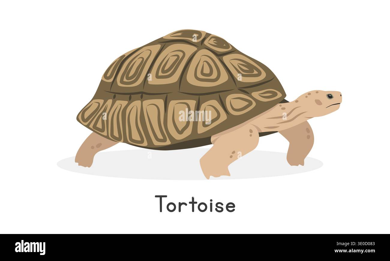 Tortoise vector illustration, cartoon clipart character, animal in flat style. Wild animals, wild creatures, wildlife concept. Tortoise vector design Stock Vector