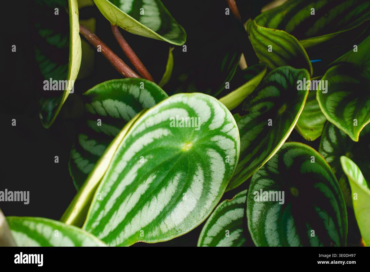 Indoor plant, Peperomia Watermelon plant in a pot Stock Photo - Alamy