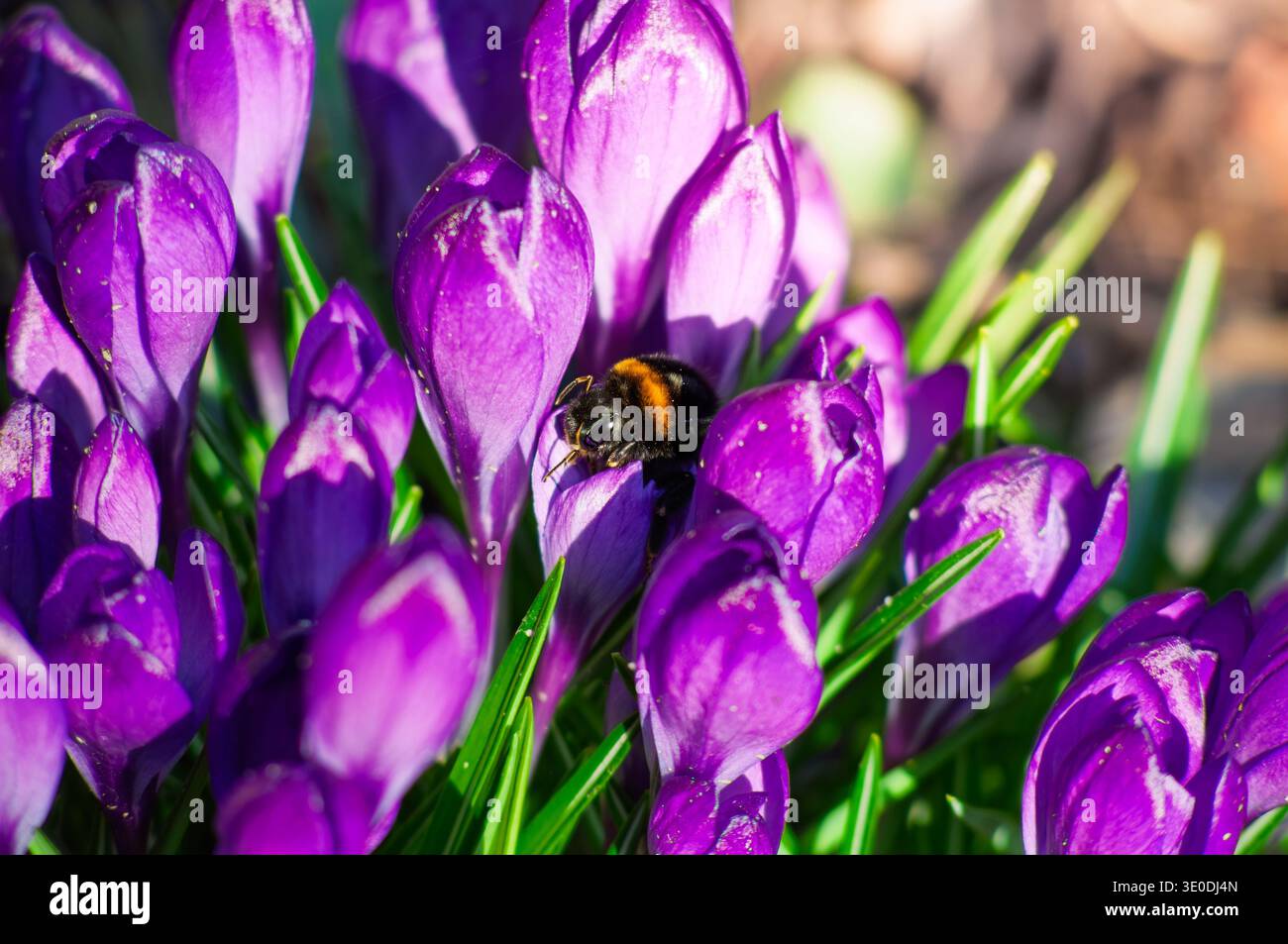 Symbolizing pollination hi-res stock photography and images - Alamy