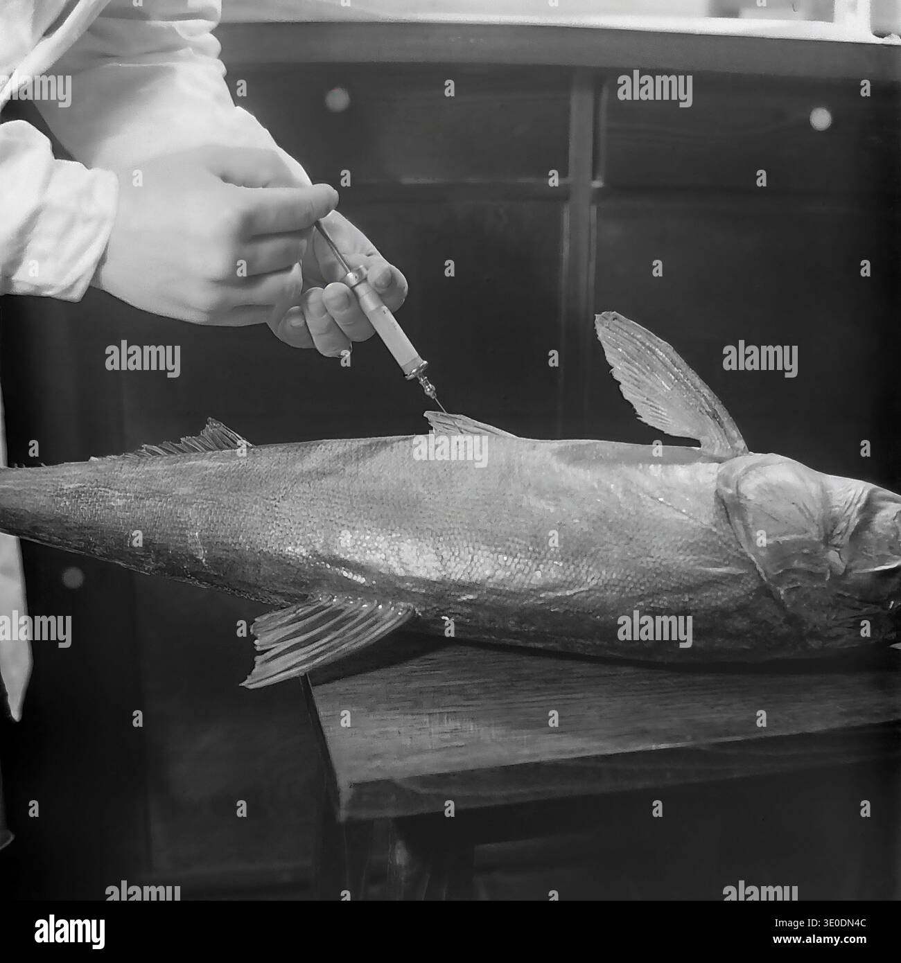 Inject Fish Archival black and white photograph of a Soviet specialist in a white ...
