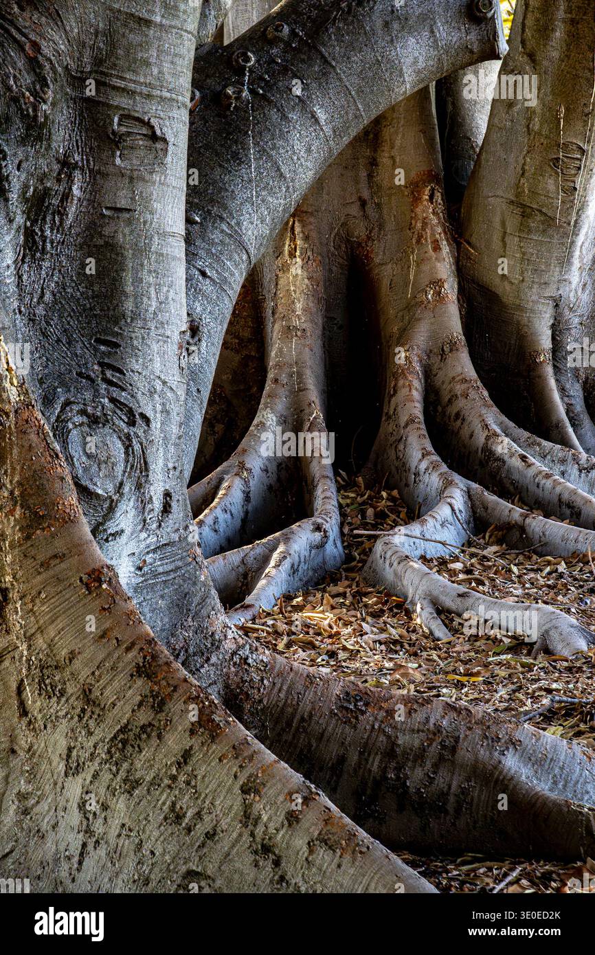 Stately Tree The stately and ancient tree trunks of huge Moreton Bay Fig Trees with ...