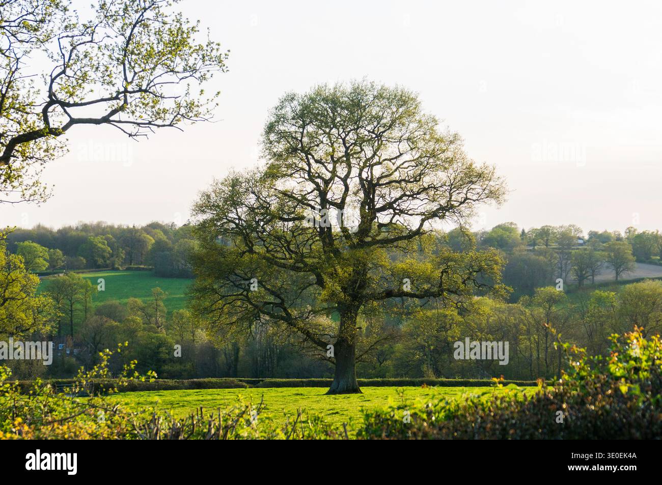 Spring budding oak tree hi-res stock photography and images - Alamy